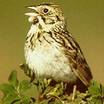 Baird's Sparrow